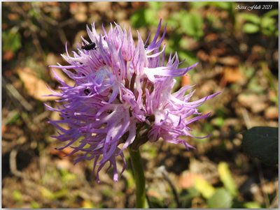 Orchis italica, photographed by Aissa Djamel Filali
