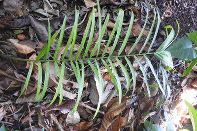 Zamia prasina, photographed by Sebastián de Jesús Herrera Buenfil