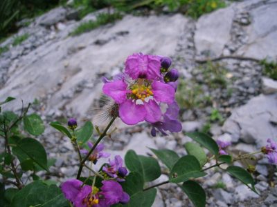 Mascagnia lilacina, photographed by Luc Wyn