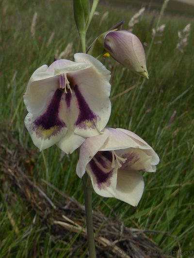 Gladiolus papilio, photographed by Andrew Hankey