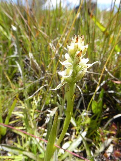 Satyrium trinerve, photographed by Andrew Hankey