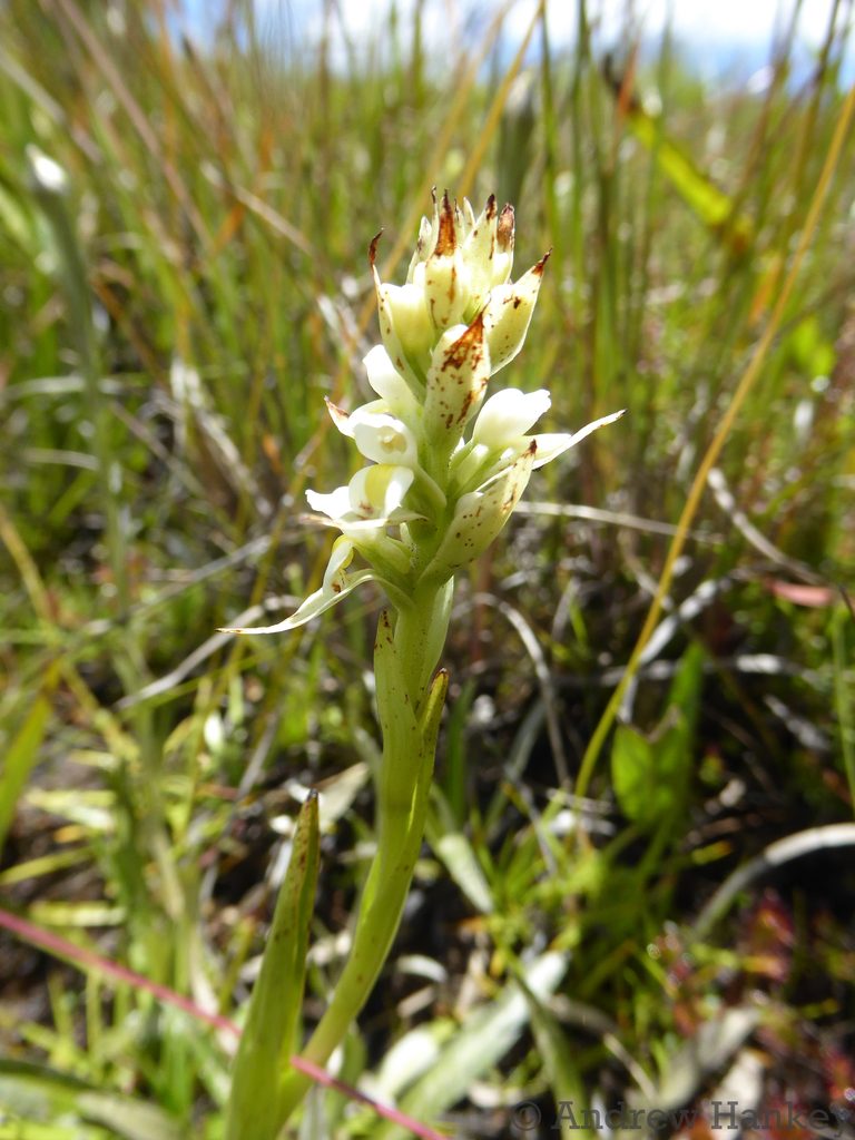 Satyrium trinerve, photographed by Andrew Hankey