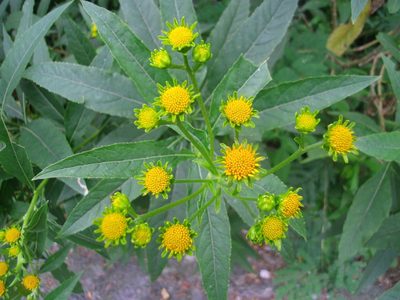 Verbesina persicifolia, photographed by Luc Wyn