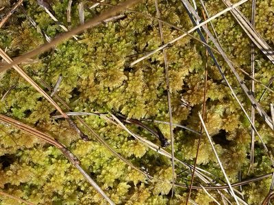 Sphagnum compactum, photographed by Alan Weakley