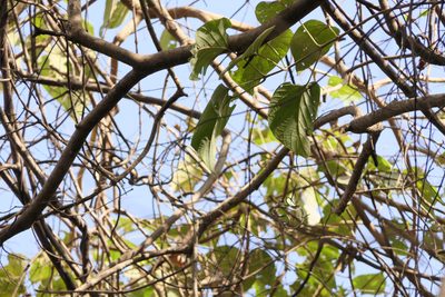 Gmelina arborea, photographed by Dinesh Valke