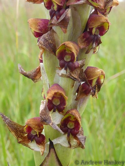 Disa versicolor, photographed by Andrew Hankey