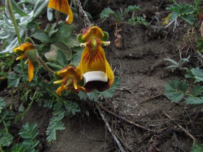 Calceolaria uniflora, photographed by Matias Cabezas