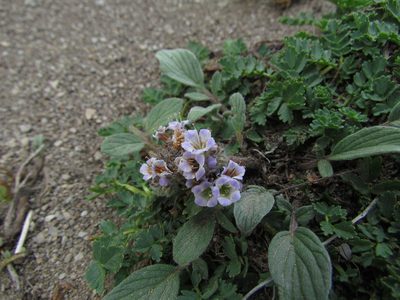 Phacelia secunda, photographed by Matias Cabezas