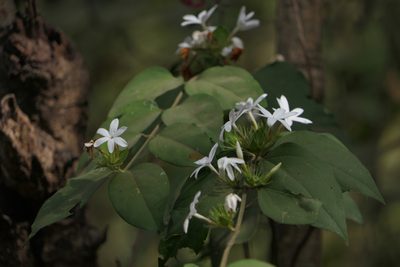 Jasminum coarctatum, photographed by Dinesh Valke