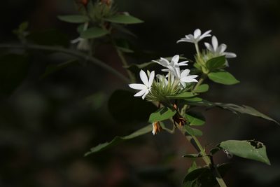 Jasminum coarctatum, photographed by Dinesh Valke