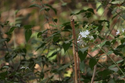 Jasminum coarctatum, photographed by Dinesh Valke
