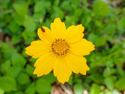 Coreopsis auriculata, photographed by John P Friel