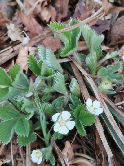 Potentilla carniolica, photographed by Ljaž