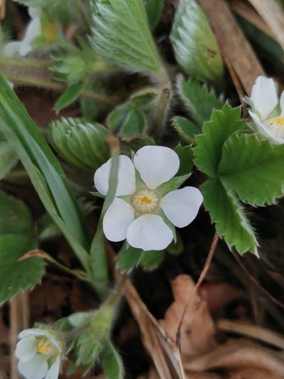 Potentilla carniolica, photographed by Ljaž