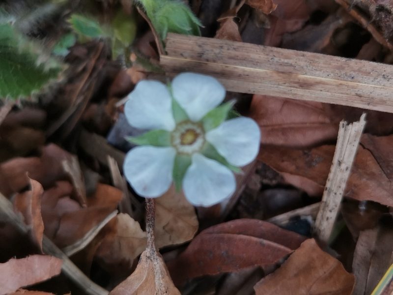 Potentilla carniolica, photographed by Ljaž