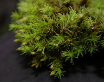 Lewinskya speciosa, photographed by Tero Linjama