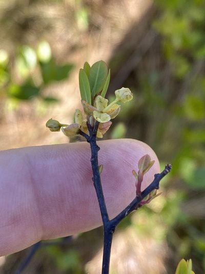 Litsea aestivalis, photographed by Alan Weakley