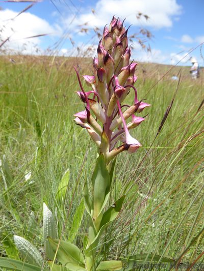 Disa cooperi, photographed by Andrew Hankey