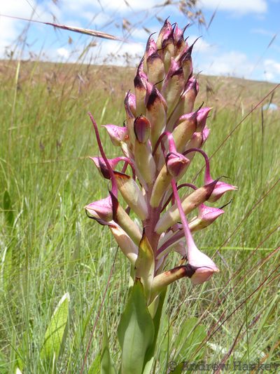 Disa cooperi, photographed by Andrew Hankey