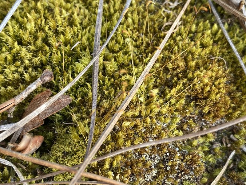 Dicranum condensatum, photographed by Alan Weakley