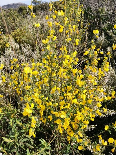 Cytisus arboreus, photographed by Roland Godon