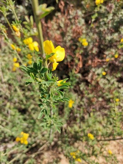 Cytisus arboreus, photographed by Roland Godon