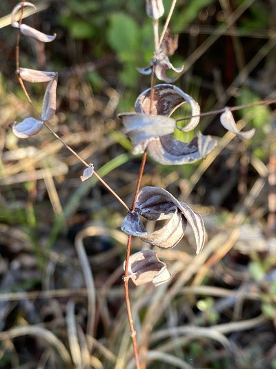 Lysimachia asperulifolia, photographed by Alan Weakley