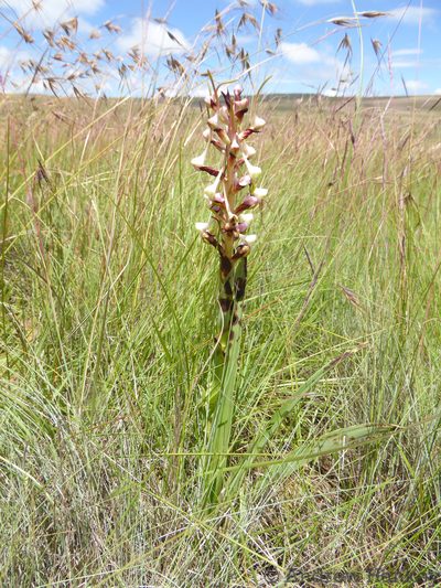 Disa cooperi, photographed by Andrew Hankey
