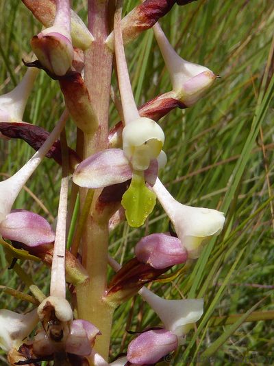 Disa cooperi, photographed by Andrew Hankey