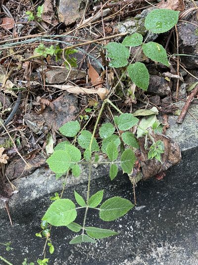 Aralia finlaysoniana, photographed by Yj