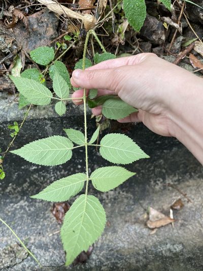 Aralia finlaysoniana, photographed by Yj