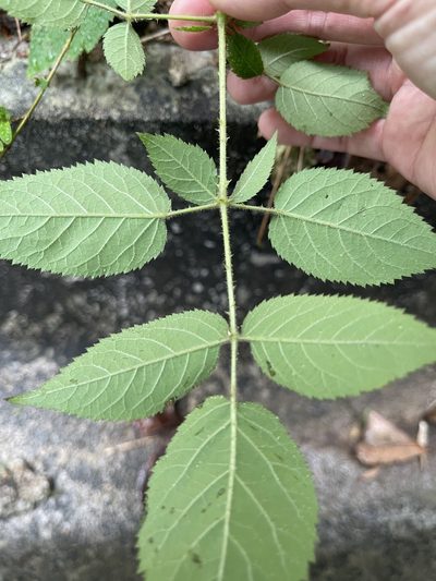 Aralia finlaysoniana, photographed by Yj
