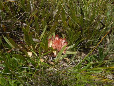 Protea parvula, photographed by Andrew Hankey