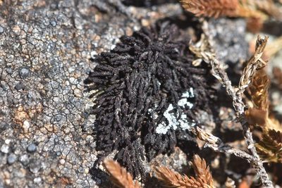 Andreaea rupestris, photographed by Braden J. Judson