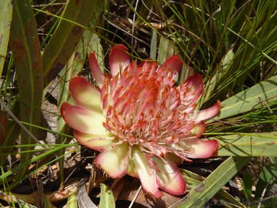 Protea parvula, photographed by Andrew Hankey