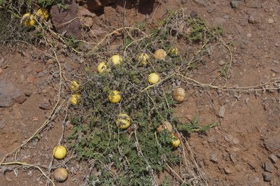 Citrullus colocynthis, photographed by przese