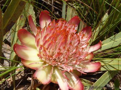 Protea parvula, photographed by Andrew Hankey