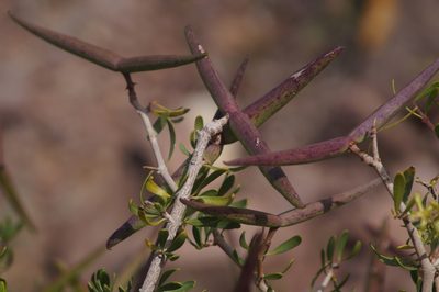 Periploca angustifolia, photographed by przese
