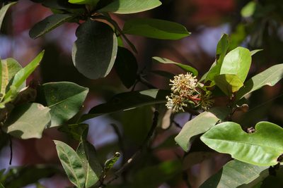 Ixora brachiata, photographed by Dinesh Valke