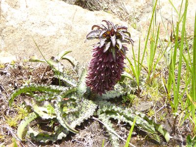 Eucomis vandermerwei, photographed by Andrew Hankey