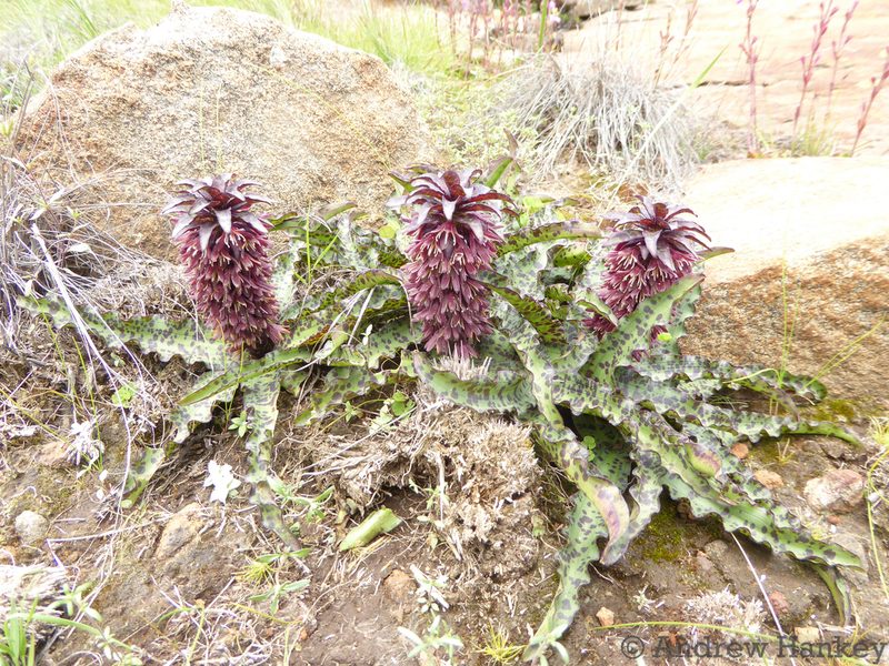 Eucomis vandermerwei, photographed by Andrew Hankey
