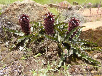 Eucomis vandermerwei, photographed by Andrew Hankey