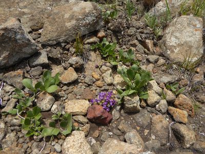 Pearsonia grandifolia, photographed by Andrew Hankey