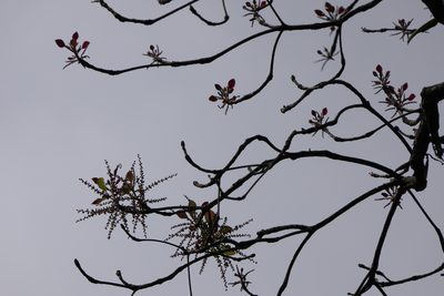 Terminalia bellirica, photographed by Dinesh Valke