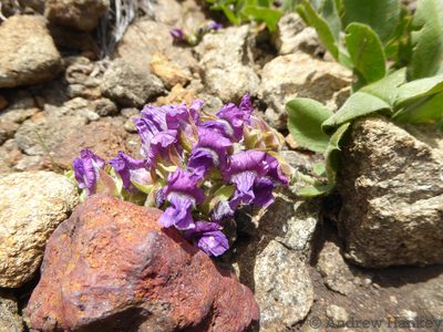 Pearsonia grandifolia, photographed by Andrew Hankey
