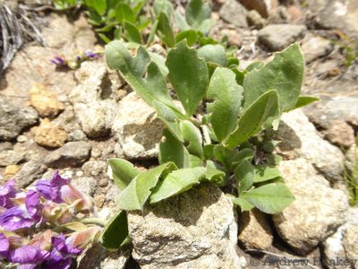 Pearsonia grandifolia, photographed by Andrew Hankey