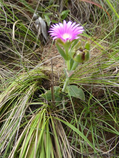Delosperma ashtonii, photographed by Andrew Hankey