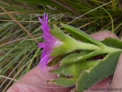 Delosperma ashtonii, photographed by Andrew Hankey