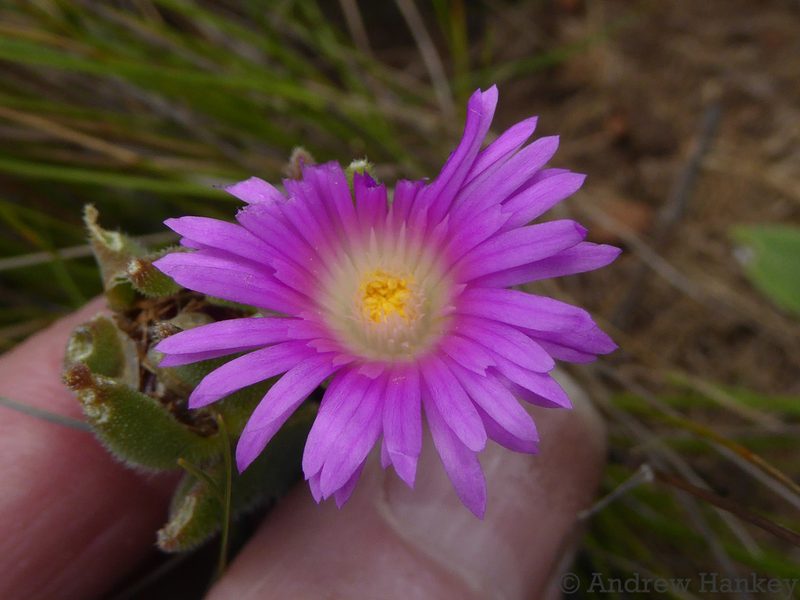 Delosperma ashtonii, photographed by Andrew Hankey