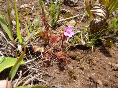 Drosera collinsiae, photographed by Andrew Hankey